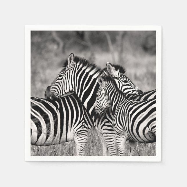 Zebra Herd Nature Safari Black and White Stripes Napkin (Front)