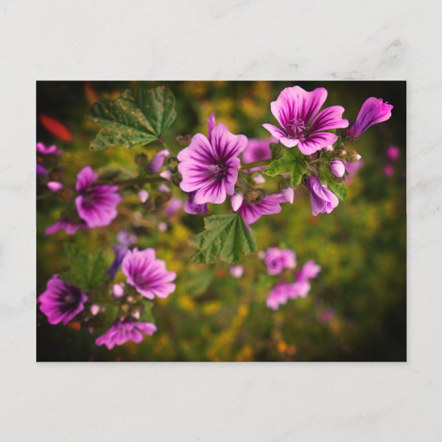 Zebra Hollyhock Flowers #2 Postcard (Front)