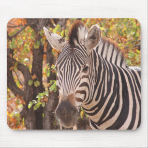Zebra in a mopani forest mouse pad