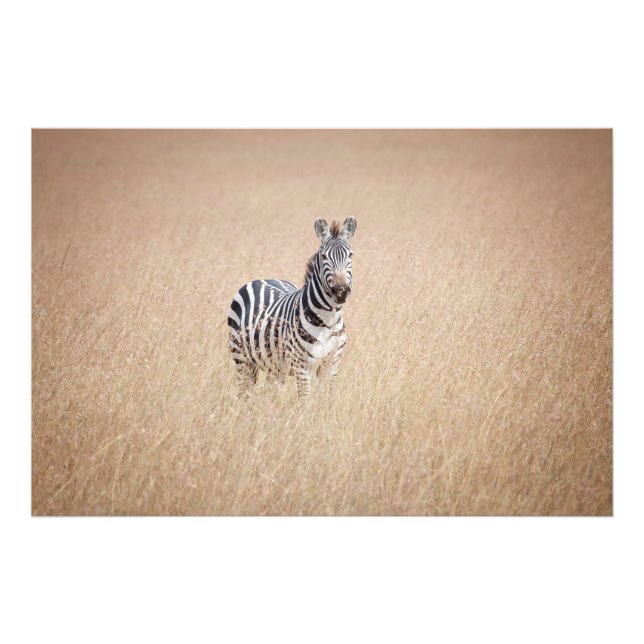 Zebra in high grass photo print (Front)