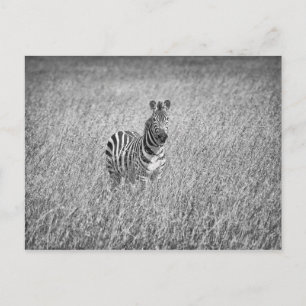 Zebra in high grass postcard