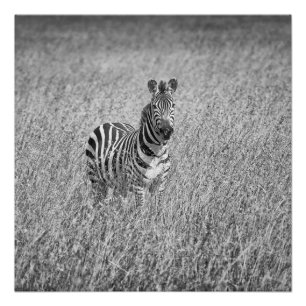 Zebra in high grass poster