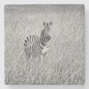 Zebra in high grass stone coaster