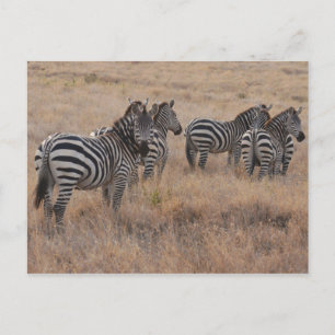 Zebra in Kenya Postcard