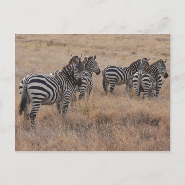 Zebra in Kenya Postcard (Front)