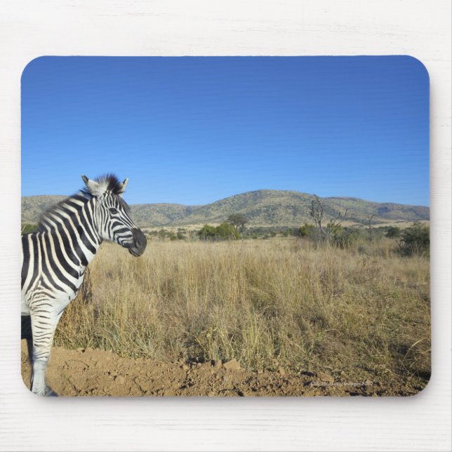 Zebra in open plain, Pilansberg National Park, Mouse Pad (Front)