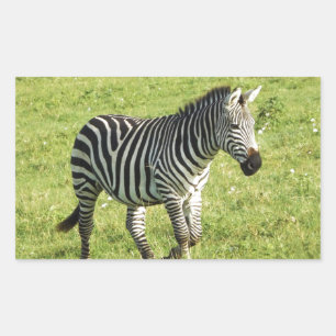 zebra in Serengeti.,Ngorongoro Crater Sticker
