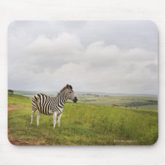 Zebra in the countryside, South Africa Mouse Pad
