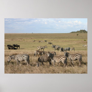 Zebra in the Serengeti in Tanzania Poster