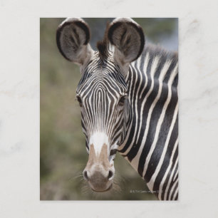 Zebra, Kenya, Africa Postcard