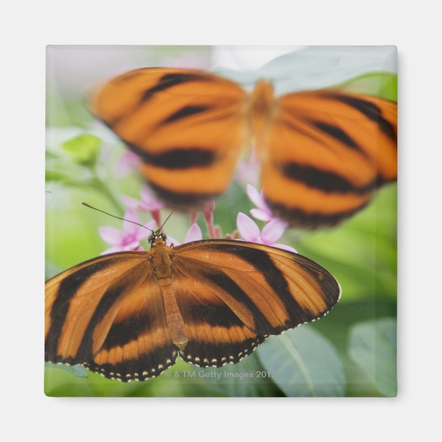 Zebra Long Wing Butterfly 2 Magnet (Front)