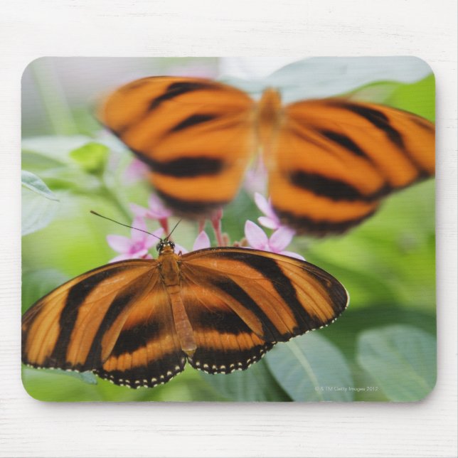 Zebra Long Wing Butterfly 2 Mouse Pad (Front)