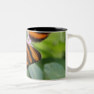 Zebra Long Wing Butterfly 2 Two-Tone Coffee Mug