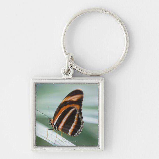 Zebra Long Wing Butterfly Keychain (Front)