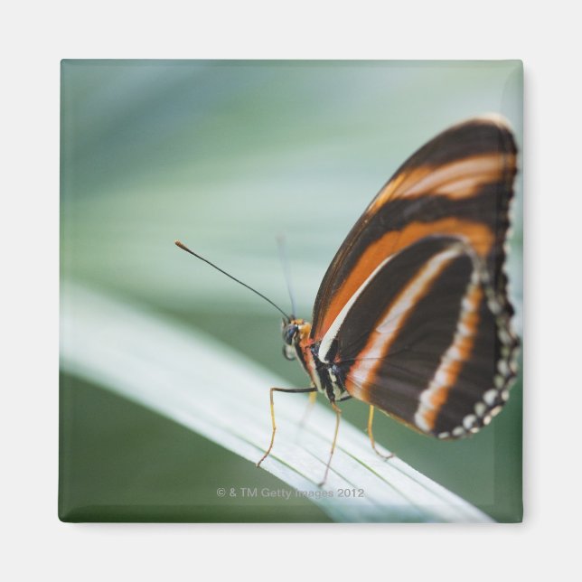 Zebra Long Wing Butterfly Magnet (Front)