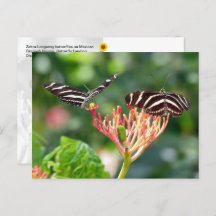 Zebra Longwing Butterflies, FL – postcard
