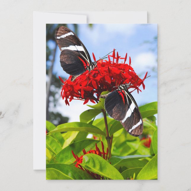 Zebra longwing butterflies on red flowers holiday card (Front)
