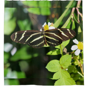 Zebra Longwing Butterfly
