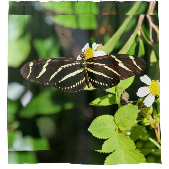 Zebra Longwing Butterfly (Front)