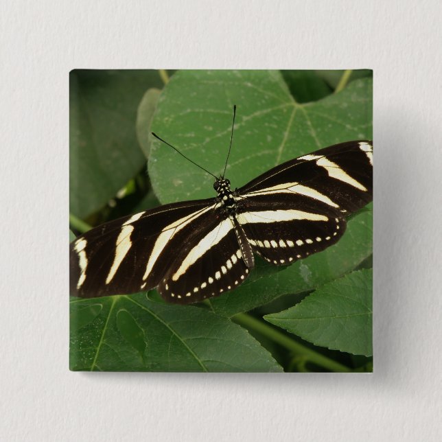 Zebra Longwing Butterfly Button (Front)
