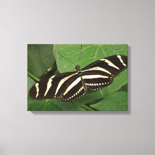 Zebra Longwing Butterfly Canvas Print