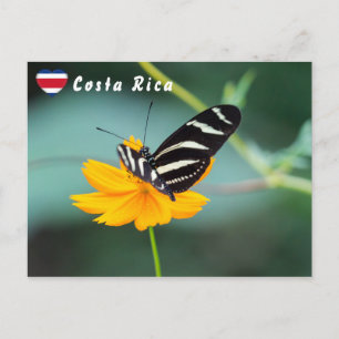 Zebra Longwing Butterfly - Costa Rica Postcard