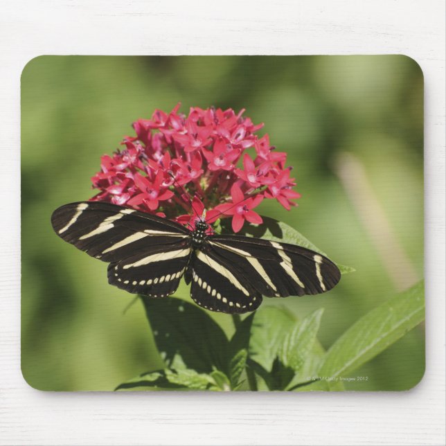 Zebra longwing butterfly, Heliconius Mouse Pad (Front)