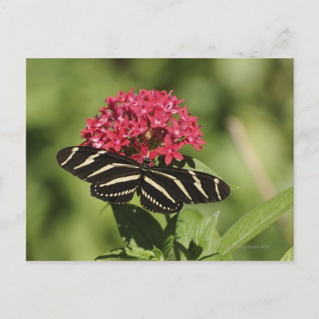 Zebra longwing butterfly, Heliconius Postcard (Front)