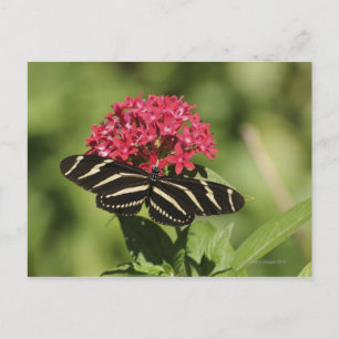 Zebra longwing butterfly, Heliconius Postcard