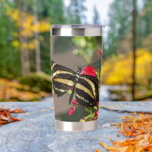 Zebra Longwing Butterfly in the Forest