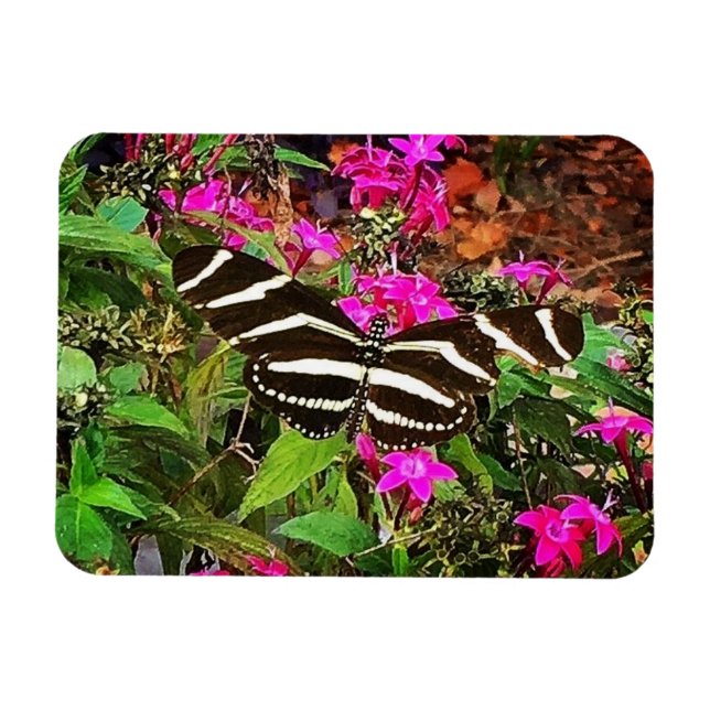 Zebra Longwing Butterfly  Magnet (Horizontal)