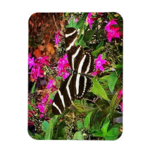 Zebra Longwing Butterfly 