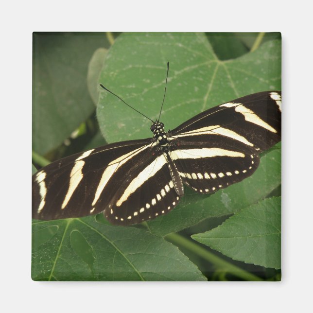 Zebra Longwing Butterfly Magnet (Front)