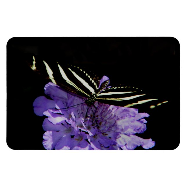 Zebra Longwing Butterfly Magnet (Horizontal)