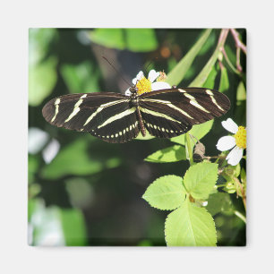 Zebra Longwing Butterfly Magnet