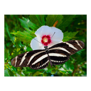Zebra longwing butterfly on a Hibiscus Red Heart Poster