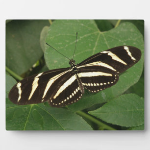 Zebra Longwing Butterfly Plaque