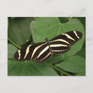 Zebra Longwing Butterfly Postcard