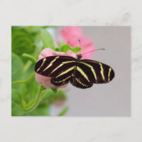 Zebra Longwing Butterfly