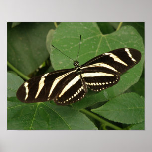 Zebra Longwing Butterfly Print