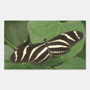 Zebra Longwing Butterfly Stickers