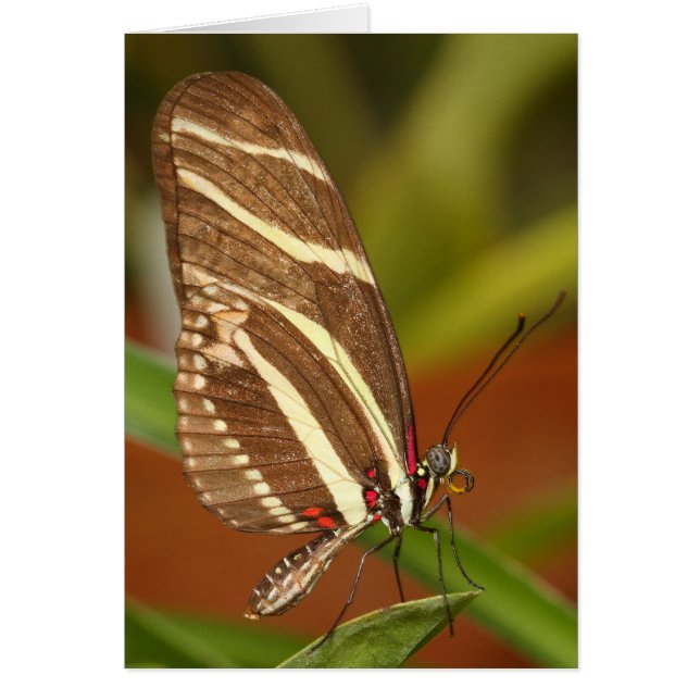 Zebra longwing card (Front)