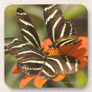 Zebra Longwing (heliconius charitonia) on flower Coaster