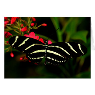 Zebra Longwing on flowers