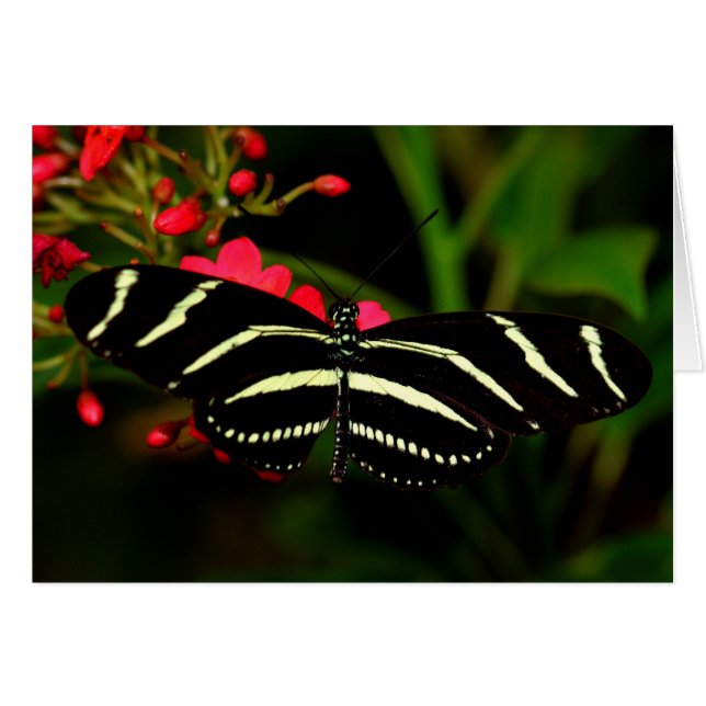Zebra Longwing on flowers (Front Horizontal)