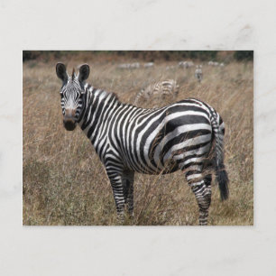 zebra look postcard