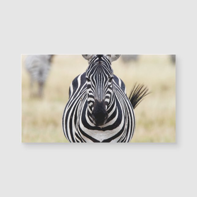 Zebra looking at you (Front)