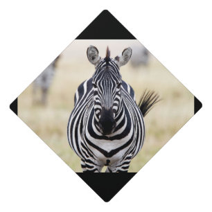 Zebra looking at you graduation cap topper