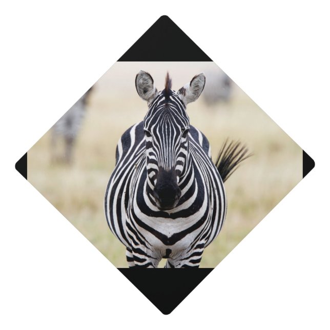 Zebra looking at you graduation cap topper (Front)