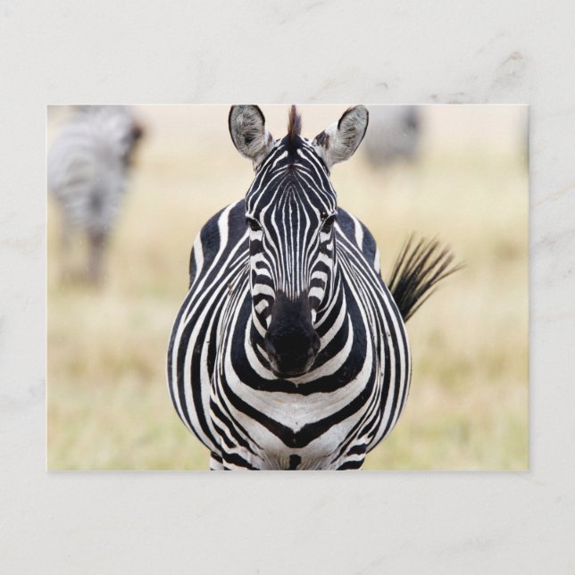 Zebra looking at you postcard (Front)